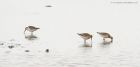 curlewSandpipers_marshside_100920c.jpg