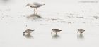 curlewSandpipers_marshside_100920d.jpg