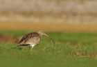 Filename=curlew_0202a.jpg
Filesize=118KB
Dimensions=800x565
Date added=Nov 23, 2008 curlew_0202a.jpg