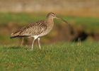 curlew_0202b.jpg