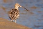 curlew_031008b.jpg