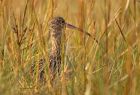 curlew_051208a.jpg