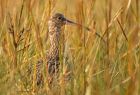 curlew_051208b.jpg