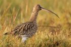 curlew_051208c.jpg