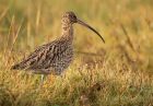 curlew_051208d.jpg