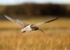 curlew_051208e.jpg