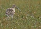 curlew_0610b.jpg