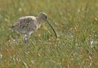 curlew_0610c.jpg