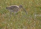 curlew_0610d.jpg