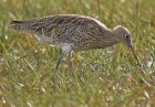 curlew_0610e.jpg