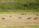 curlew_070807a.jpg