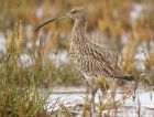 curlew_091007a.jpg