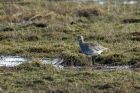 curlew_100214b.jpg