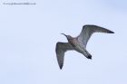 curlew_100511a.jpg