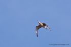 curlew_240211a.jpg