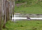 curlew_280211a.jpg