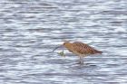 curlew_280912e.jpg