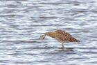 curlew_280912f.jpg