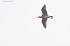 curlew_MM_170321a.jpg