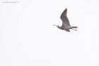 Filename=curlew_MM_170321b.jpg
Filesize=304KB
Dimensions=1300x866
Date added=Apr 12, 2021 curlew_MM_170321b.jpg