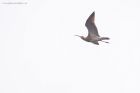 curlew_MM_170321b.jpg