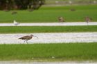 Filename=curlew_OW_071019b.jpg
Filesize=412KB
Dimensions=1250x833
Date added=Mar 29, 2021 curlew_OW_071019b.jpg
