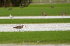 curlew_OW_071019b.jpg