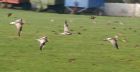 Filename=curlews_0c1.jpg
Filesize=137KB
Dimensions=800x417
Date added=Oct 06, 2008 curlews_0c1.jpg