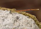 Filename=damsel_050610d.jpg
Filesize=117KB
Dimensions=1000x714
Date added=Feb 09, 2011 damsel_050610d.jpg