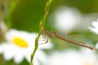 Filename=damsel_050611c.jpg
Filesize=267KB
Dimensions=1000x667
Date added=Jun 24, 2011 damsel_050611c.jpg