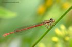 damsel_190612b.jpg