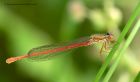 damsel_190612m.jpg