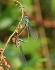 damsels_0307a.jpg