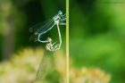 damsels_180619a.jpg