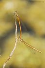 damsels_220615a.jpg