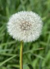 dandelion_270411a.jpg