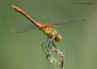 darter_040611b.jpg