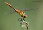 darter_040611b.jpg