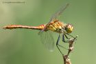 darter_040611e.jpg