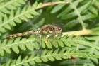 darter_040913e.jpg