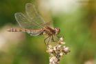 darter_070916b.jpg