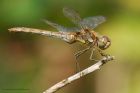 darter_070916d.jpg