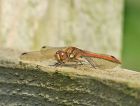 darter_0709a.jpg