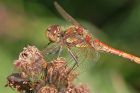 darter_0809c.jpg