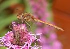 darter_0809f.jpg