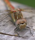 darter_0908e.jpg