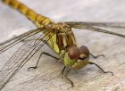 darter_0908h.jpg