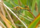 darter_260708a.jpg