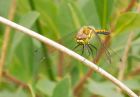 darter_260708b.jpg