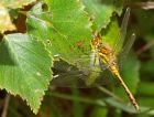 darter_260708d.jpg